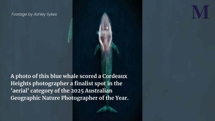 Aerial shot of pygmy blue whale landes Cordeaux Heights photographer finalist spot