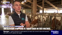 En Savoie, un éleveur s'oppose à l'abattage de ses vaches