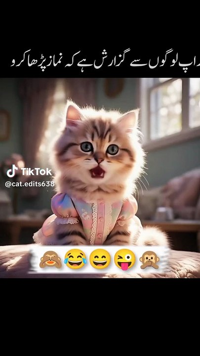 Funny videos