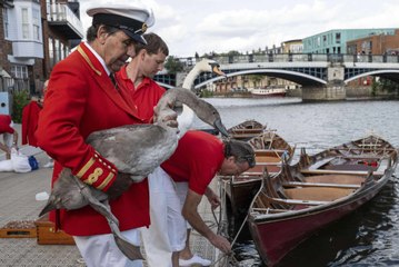 Britain's royal swan counter feels 'positive' as Thames population holds steady
