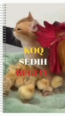 Cat with sad face when souronded by many chicks