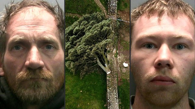 Robin Hood -Baum gefällt: Haftstrafen für zwei Männer