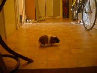 Titine qui se promène