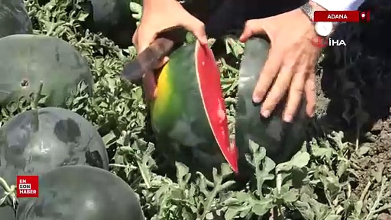 Sosyal medyadaki karpuz tartışmalarına Adana'dan cevap