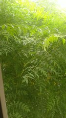 green beauty/beautiful tree/natural beauty