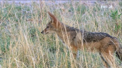 Animaux : Le Guépard