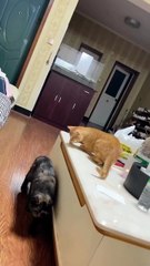 the coolest cat ever hahaha!