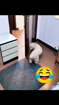 you won't believe what this dog does funniest moment ever! 🐶😂