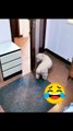 you won't believe what this dog does funniest moment ever! 🐶😂