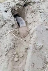 Who's that animal #animals #viral #shorts