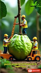 All About Guava – Nutrition, Types & Fun Facts