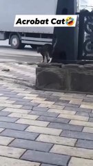 this cat is just too funny hahahahaha