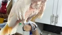funniest parrot laugh ever you won't stop laughing! 😂