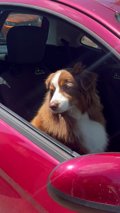 Achtung: Achten Sie bei starker Hitze auf Ihre Hunde im Auto!