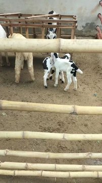 This video shows my newly started goat farming project. It’s a small setup for now, but I’m hopeful it will grow with time and effort. Suggestions and support are always welcome!