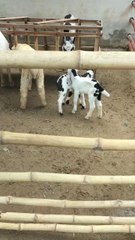 This video shows my newly started goat farming project. It’s a small setup for now, but I’m hopeful it will grow with time and effort. Suggestions and support are always welcome!