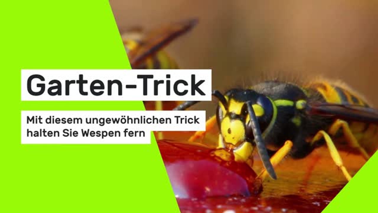 Garten-Trick: Mit diesem ungewöhnlichen Trick halten Sie Wespen fern