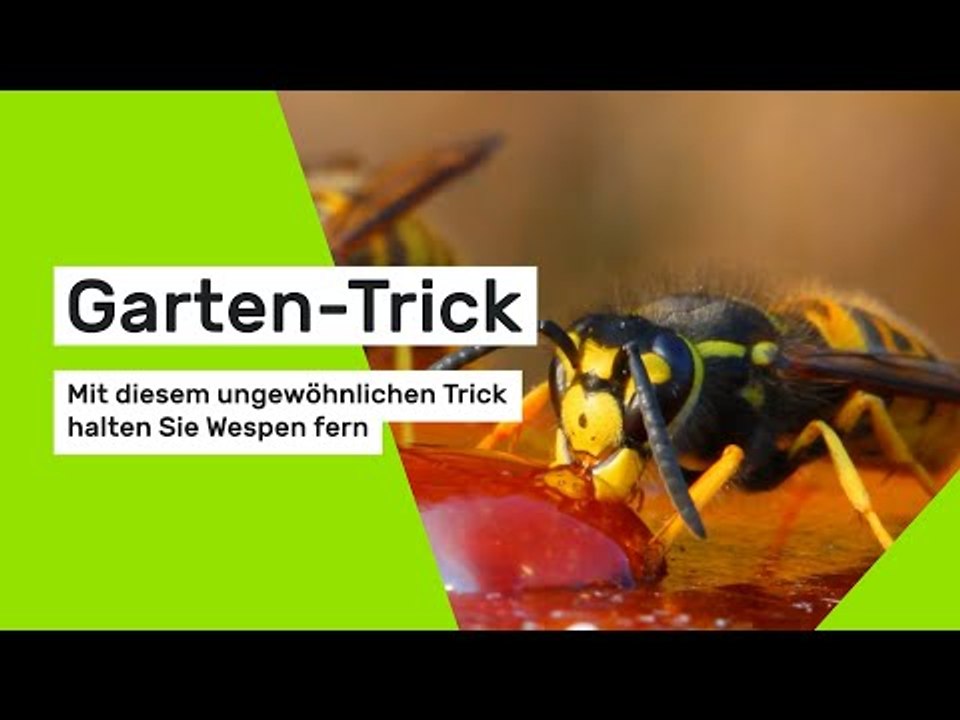 Garten-Trick: Mit diesem ungewöhnlichen Trick halten Sie Wespen fern