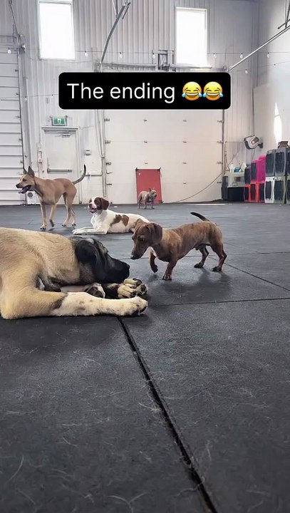 Dogs playing