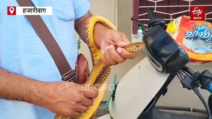 सावन में बिल से बाहर निकलते हैं सांप, हजारीबाग के स्नेक मैन ने बताया सर्पदंश से बचने के उपाय