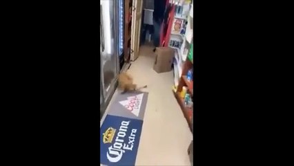 Unusual Memes Compilation V15 | Foxlead