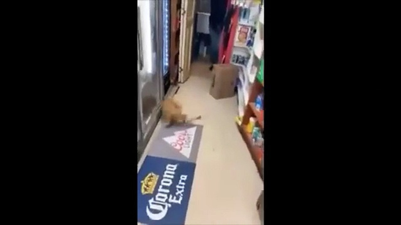Unusual Memes Compilation V15 | Foxlead