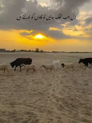 e0fbf89ea31b4fb985f349370556ed02