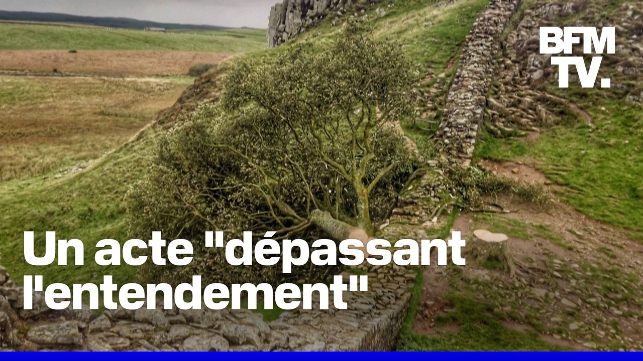 Quatre ans de prison pour les deux hommes ayant détruit l'arbre le plus célèbre du Royaume-Uni
