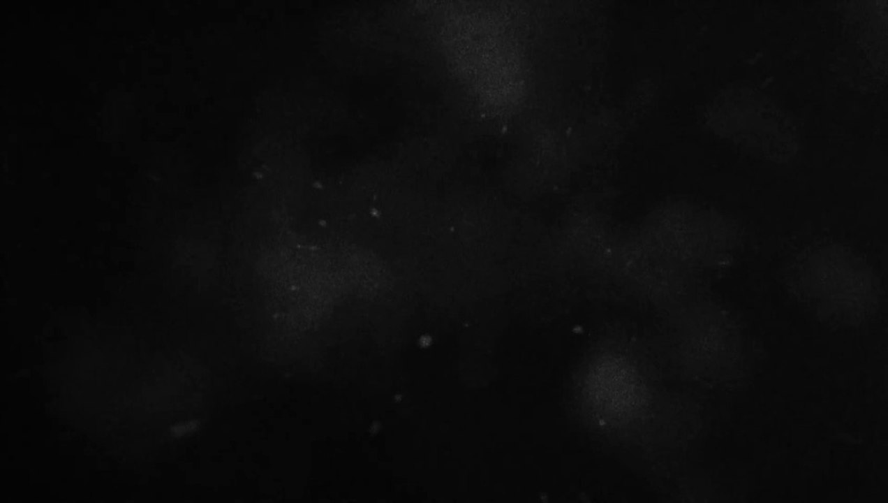 Lake Michigan Monster Trailer (2) OmdU