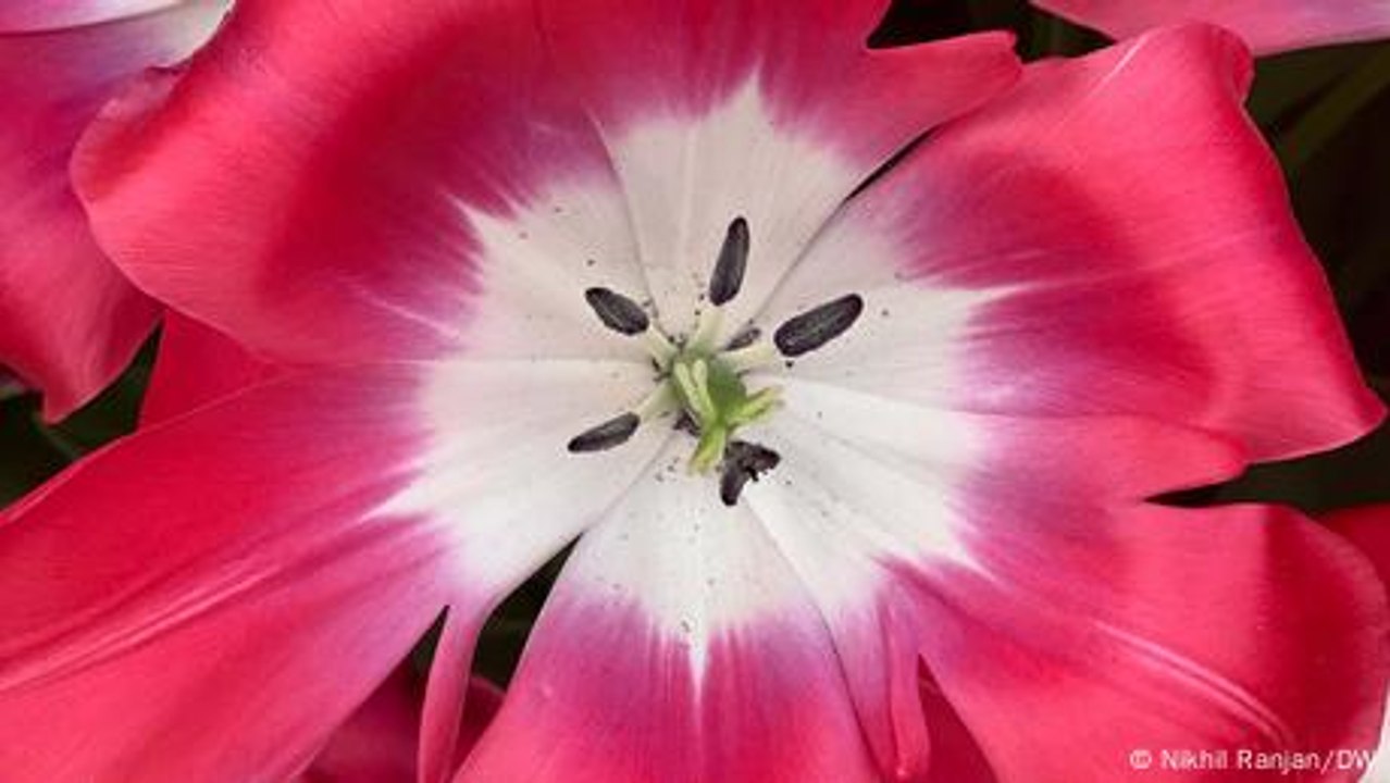 Warum werden Milliarden Tulpen geköpft?