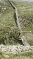 Condenados dos hombres que talaron un árbol en el Muro de Adriano