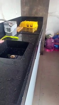 Vídeo mostra infestação de moscas em União dos Palmares