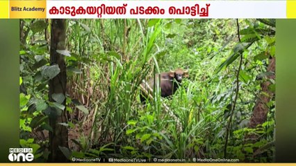 തിരുവനന്തപുരത്ത് ജനവാസ മേഖലയിൽ ഇറങ്ങിയ കാട്ടുപോത്തിനെ വനംവകുപ്പ് കാട് കയറ്റി