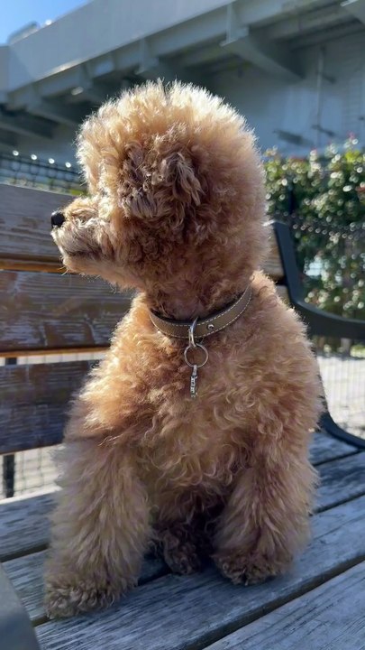 Os animais mais fofos do mundo N•96