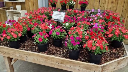 Why locals are sad that Loxley Nurseries, Sheffield, is closing
