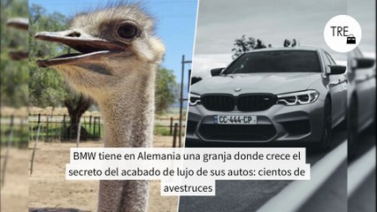BMW tiene en Alemania una granja donde crece el secreto del acabado de lujo de sus autos: cientos de avestruces