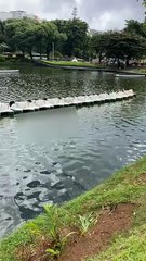 Corpo com marca de tiros é encontrado boiando no Dique do Tororó