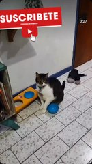 Un poquito más por favor 😿🥣