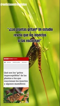 “¿Las plantas gritan? Un estudio revela que los insectos sí las escuchan”