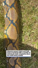 Athena the 14ft Reticulated Python Goes on a Walk