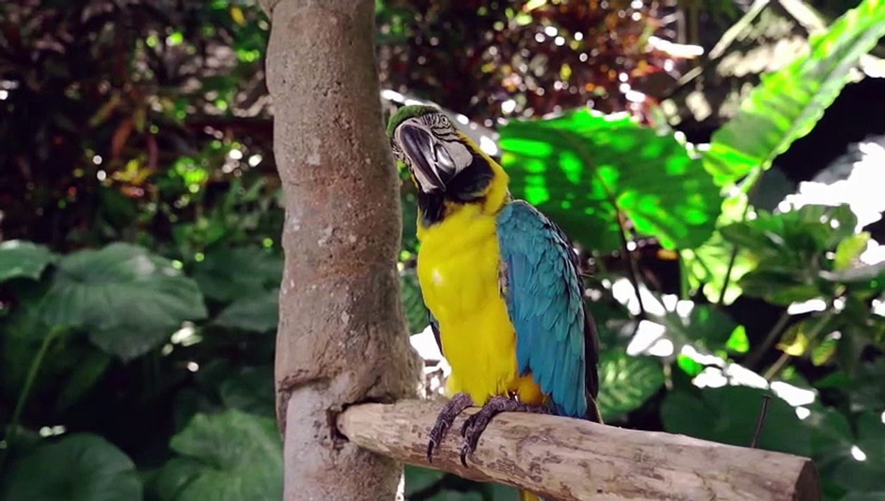 Close-Up View of a Parrot 😱