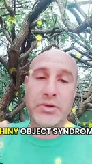 Secret Trick to Shiny Object Training