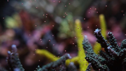 El desove de los corales.