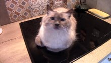 Kitchen Cat-astrophe: Is Kitty Eating Your Food?