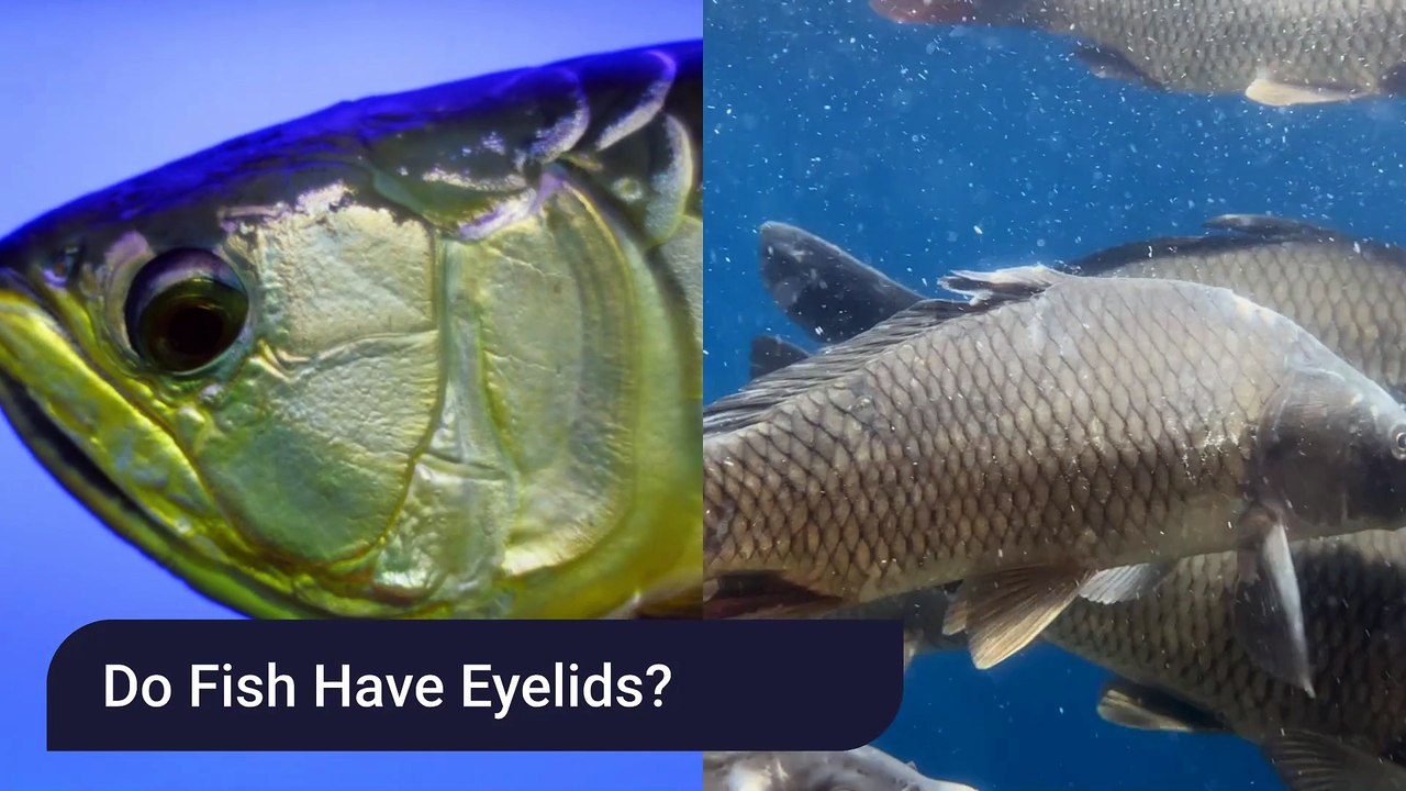 Do Fish Sleep With Their Eyes Open?