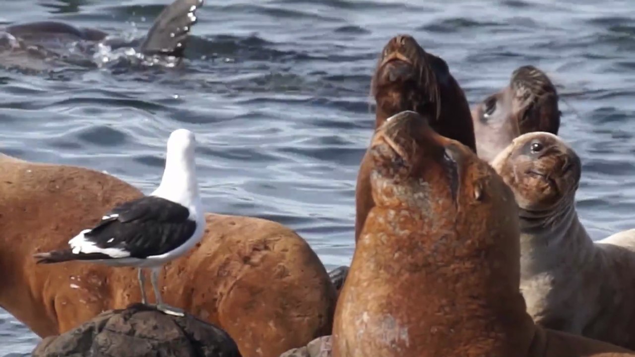 Group of Seals in Water Shorts film🥰