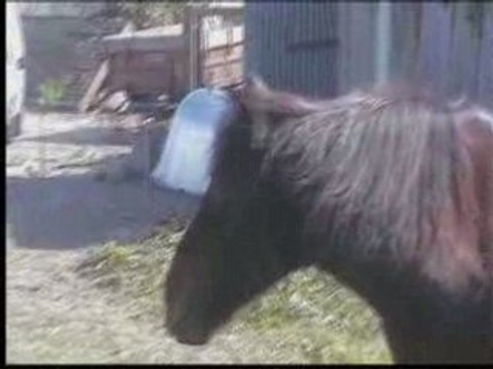 Mes vieux chevaux  Féroé et Jackson
