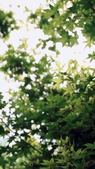 reborn cinderella's rise chinese drama