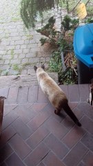 Thanks for the Snack! 👋 A Funny Polite Cat Burglar Has Finished the Dinner 😹 #funnycats #shorts #funny