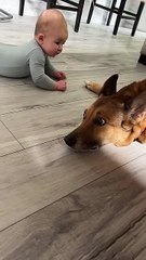 Nervous Dog Gives New Baby a Kiss __ ViralHog